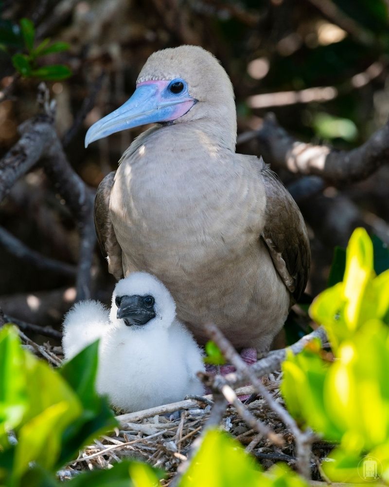 Galápagos