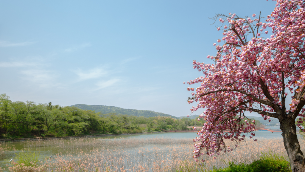 Cerejeiras–refletidas–no–Lago–Bomun–em–Gyeongju–Coreia–do–Sul–HTA–TOUR–Cerejeiras–no–Japão–e–Coreia–do–Sul:–segredos–da–primavera-Japão-e-Coreia-do-Sul-um-mergulho-em-cenários-secretos-da-primavera-HTA-TOUR-Agencia-de-viagens.