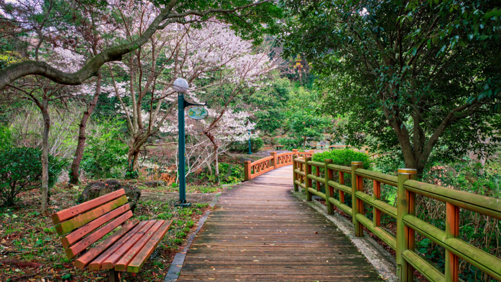 Cerejeiras–Reais–florescendo–na–Ilha–de–Jeju–Coreia–do–Sul–HTA–TOUR–Cerejeiras–no–Japão–e–Coreia–do–Sul:–segredos–da–primavera-Japão-e-Coreia-do-Sul-um-mergulho-em-cenários-secretos-da-primavera-HTA-TOUR-Agencia-de-viagens.