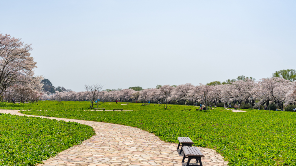 Cerejeiras–no–Parque–Kitakami–Tenshochi–em–Iwate–Japão–HTA–TOUR–Cerejeiras–no–Japão–e–Coreia–do–Sul:–segredos–da–primavera-Japão-e-Coreia-do-Sul-um-mergulho-em-cenários-secretos-da-primavera-HTA-TOUR-Agencia-de-viagens.